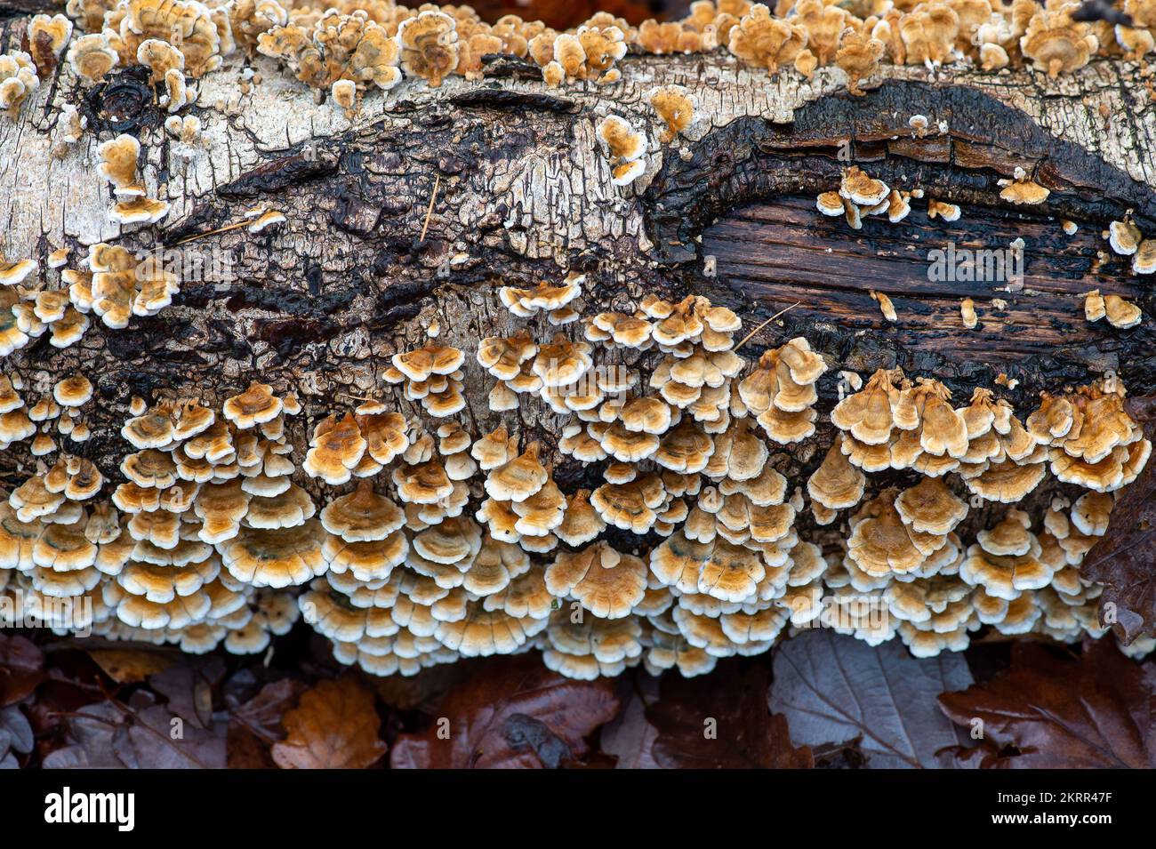 Farnham Common, Regno Unito. 28th Novembre 2022. Plicaturopsis crispa, gill fungi grecati che crescono su arti morte, in particolare betulla d'argento, in boschi a Burnham Beeches. Si dice che la Plicatura Crispa stia crescendo in modo prolifico in Inghilterra dal 2010 circa, ma non si sa perché. Burnham Beeches è un sito di interesse scientifico speciale, una riserva naturale nazionale e un'area speciale europea di conservazione dove si possono trovare molte specie rare e minacciate di funghi. E' un reato punire la raccolta di funghi a Burnham Beeches. Credito: Maureen McLean/Alamy Foto Stock