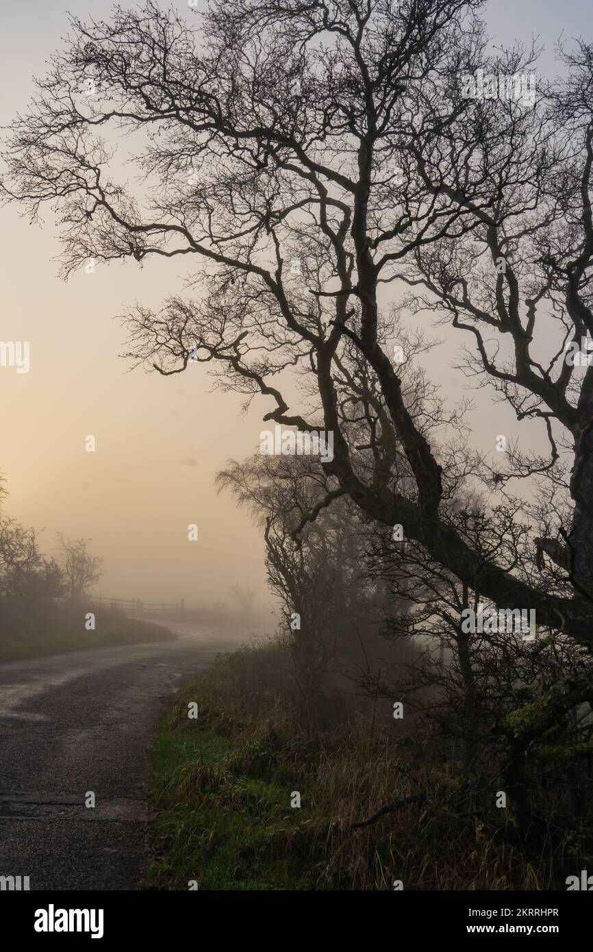 Una strada a nebbiosa su una corsia di campagna a Northumberland, Regno Unito Foto Stock