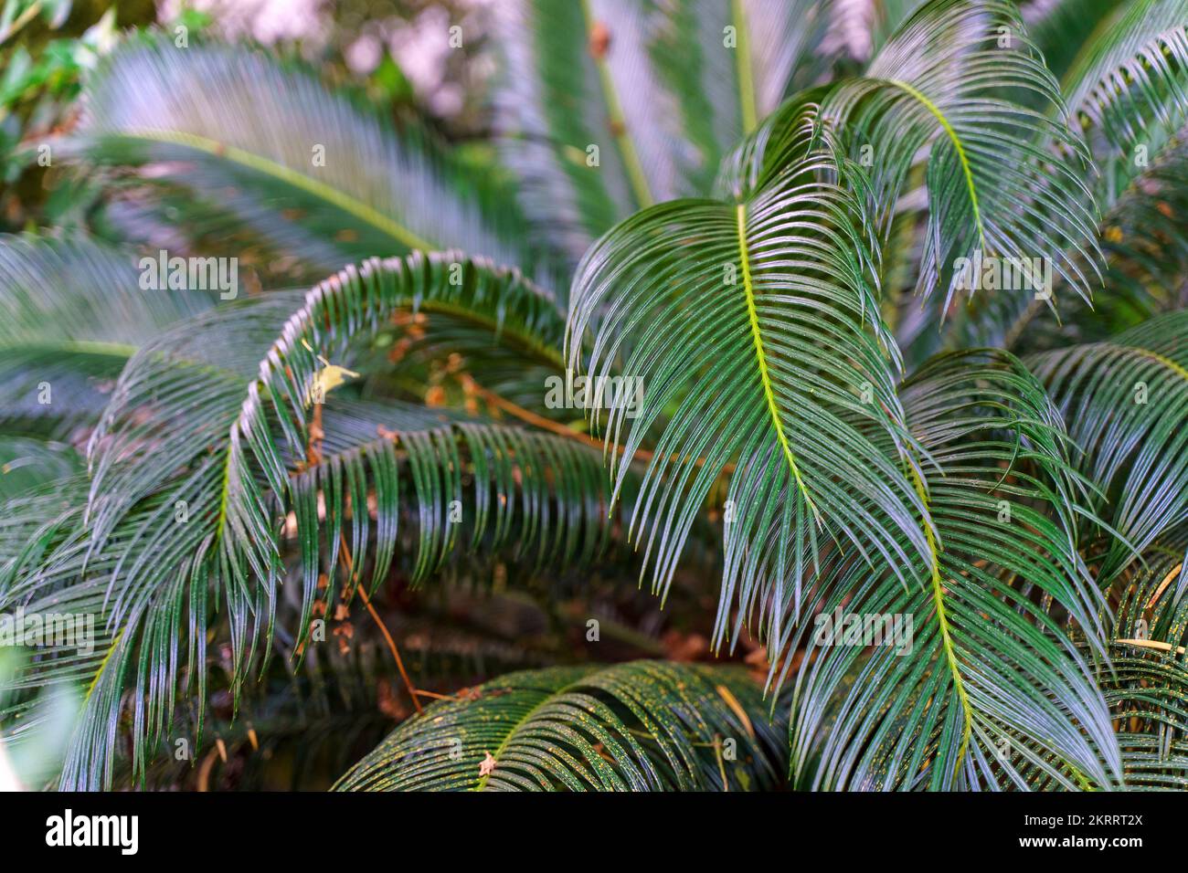 Sfondo foglia di palma. Albero tropicale verde giungla con texture e modello botanico esotico. Decorazione, natura, concetto tropico. Foto di alta qualità Foto Stock