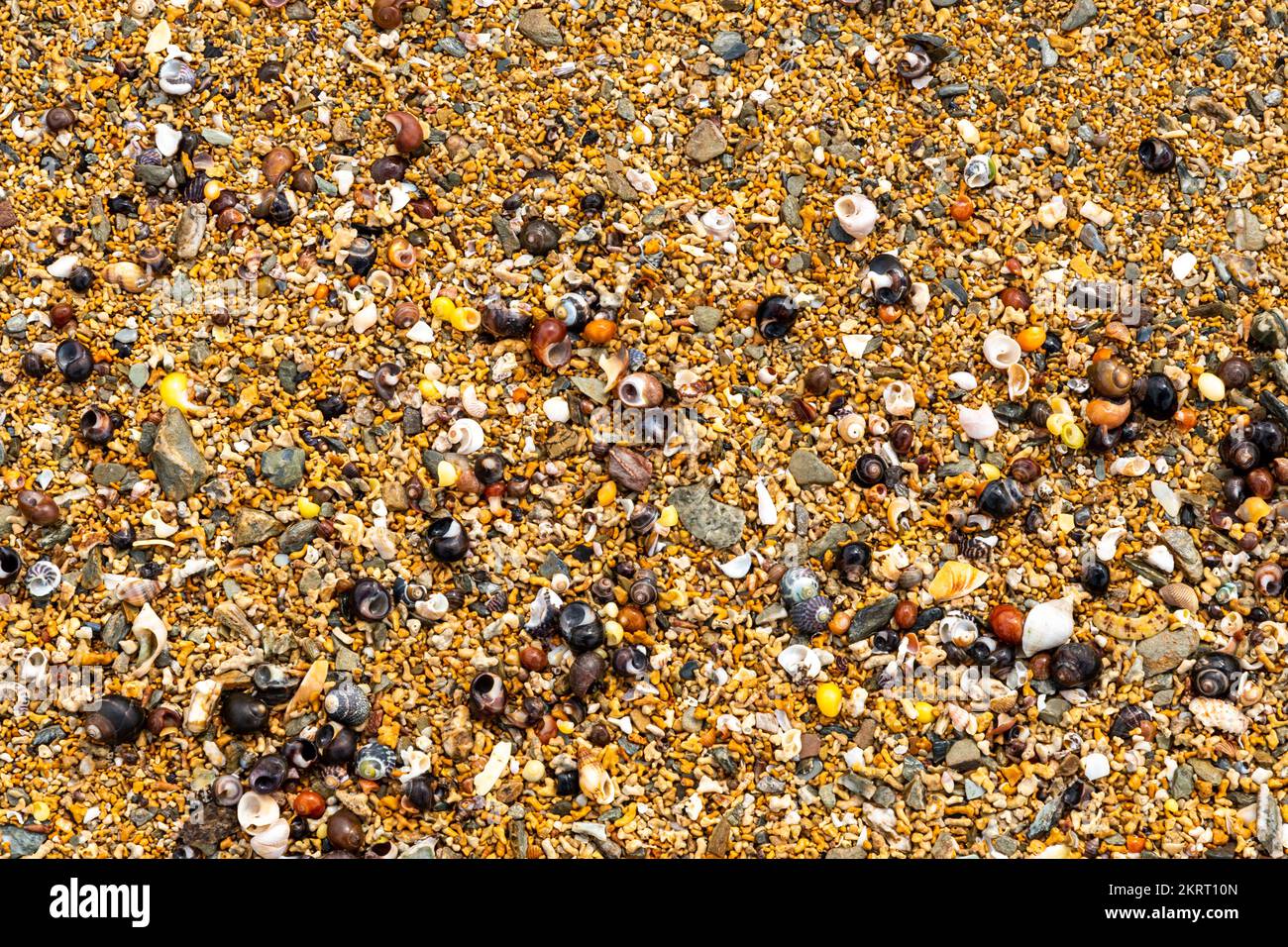 Piccole conchiglie di mare su una spiaggia in Cornovaglia, primo piano Foto Stock