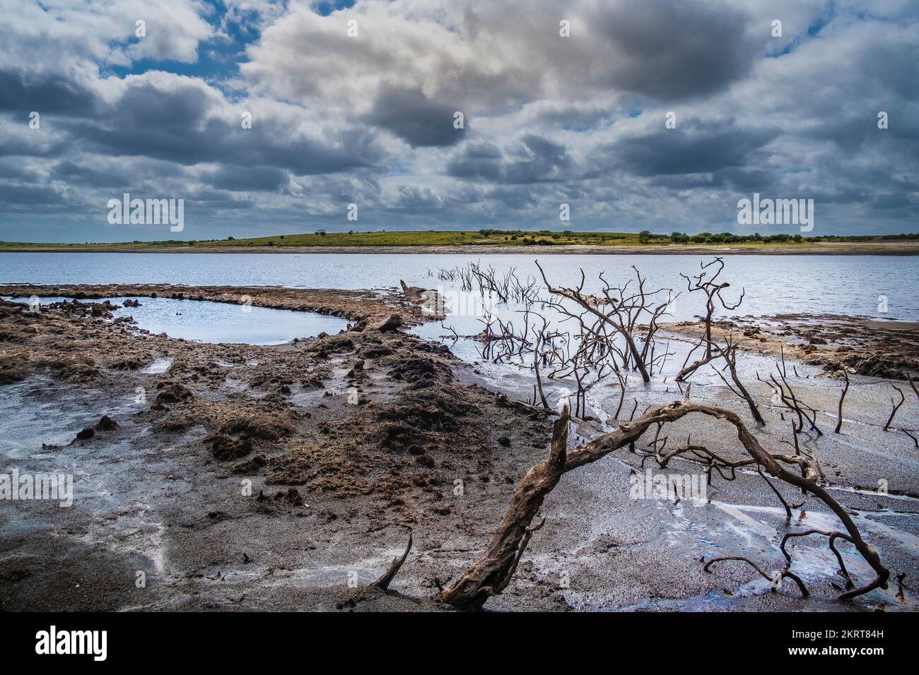 Vecchi alberi morti tormentati ed esposti da livelli di acqua in calo causati da condizioni di siccità gravi a Colliford Lake Reservoir su Bodmin Moor in Cornovaglia Foto Stock