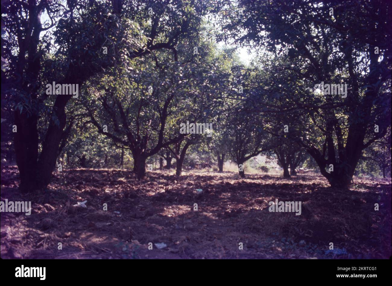 Mangifera indica, comunemente nota come mango, è una specie di pianta fiorita della famiglia delle Anacardiaceae. E' un grande albero da frutto, capace di crescere fino ad un'altezza di 30 metri. Ci sono due popolazioni genetiche distinte nei mango moderni: Il "tipo indiano" e il "tipo sudorientale asiatico". Le foglie grandi di un albero di mango sono leathery, 5 - 16 pollici di lunghezza e rimangono sull'albero per un anno o più. I fiori sono prodotti in panicoli terminali o gruppi lunghi da 4 a 16 pollici. Ogni fiore è piccolo con petali bianchi e un aroma dolce delicato. Foto Stock