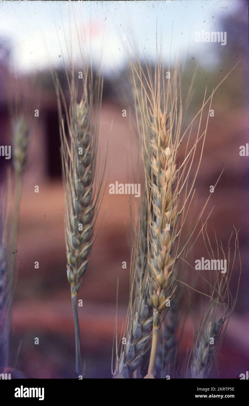Il grano è un'erba ampiamente coltivata per i suoi semi, un cereale che è un alimento di base in tutto il mondo. Il genere Triticum è costituito dalle numerose specie di grano; la più diffusa è il grano tenero. Il grano è un cereale altamente nutrizionale e ampiamente coltivato. Per oltre 7 secoli, il grano è stato raccolto e raccolto in molti paesi del mondo. Gli stati grano-crescenti importanti in India sono Uttar Pradesh, Punjab, Haryana, Madhya Pradesh, Rajasthan, Bihar e Gujarat. Grano è cresciuto su 13 percento dell'area coltivata di India. Accanto al riso, il grano è il grano alimentare più importante dell'India. Foto Stock