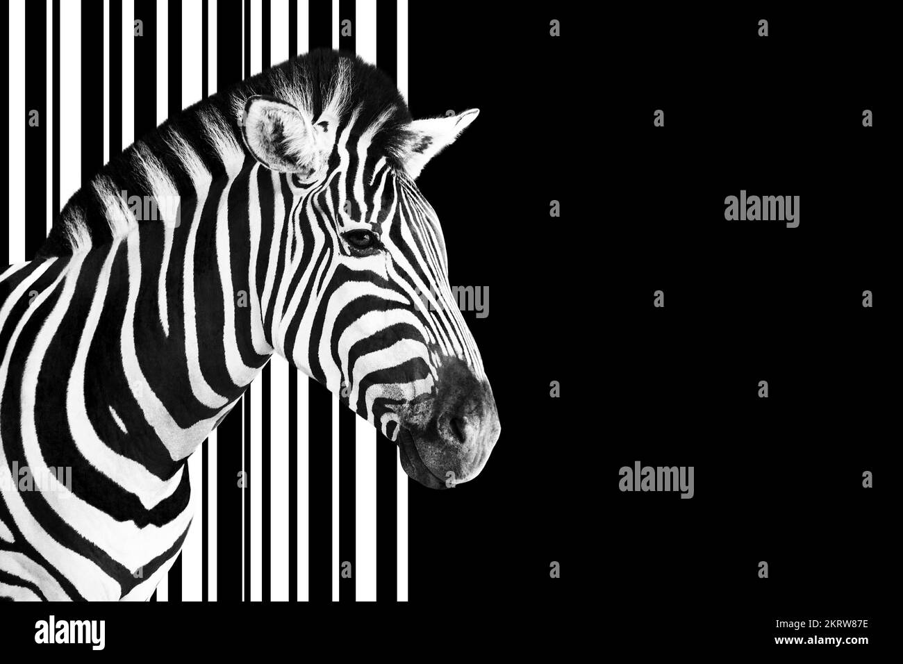 Dettaglio di una testa zebra su uno sfondo astratto del codice a righe bianche e nere. Foto Stock