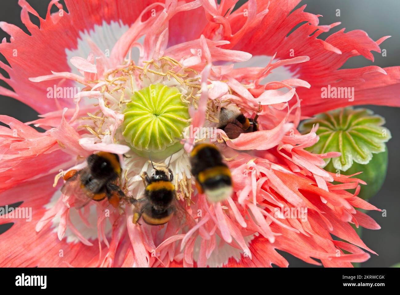 Api da miele che raccolgono polline da su fiore di papavero. Foto Stock