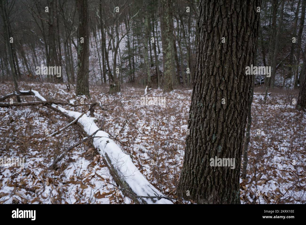 Tronco d'albero coperto di neve caduto Foto Stock