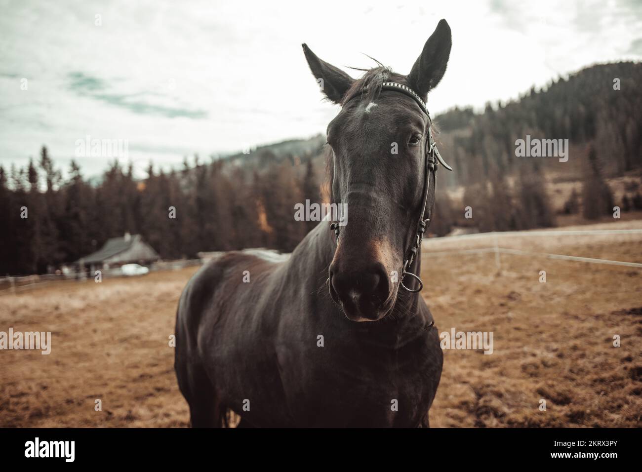 Ritratto di un cavallo nero in un campo estivo Foto Stock