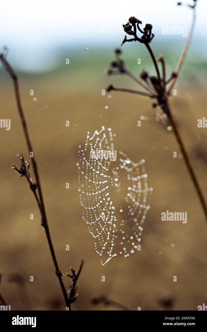 Primo piano di goccioline di rugiada su una ragnatela, come piccole perle d'acqua, durante una mattina di nebbia in autunno. Regione Marche Foto Stock