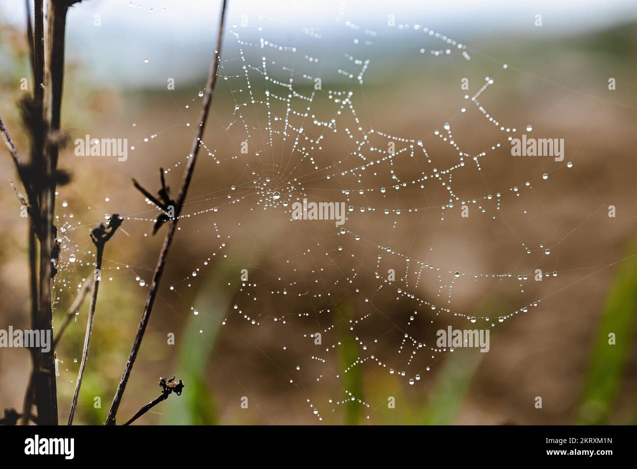 Primo piano di goccioline di rugiada su una ragnatela, come piccole perle d'acqua, durante una mattina di nebbia in autunno. Regione Marche Foto Stock