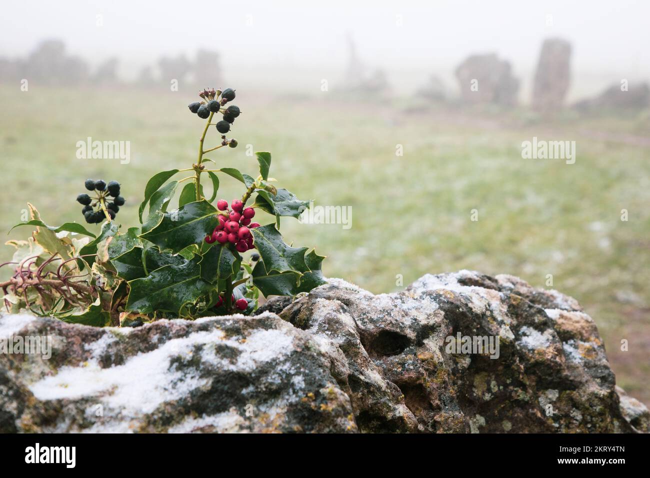 Ciuffi di agrifoglio con bacche rosse in cima alle pietre in piedi in inverno al Rollright Stones nell'Oxfordshire. Foto Stock