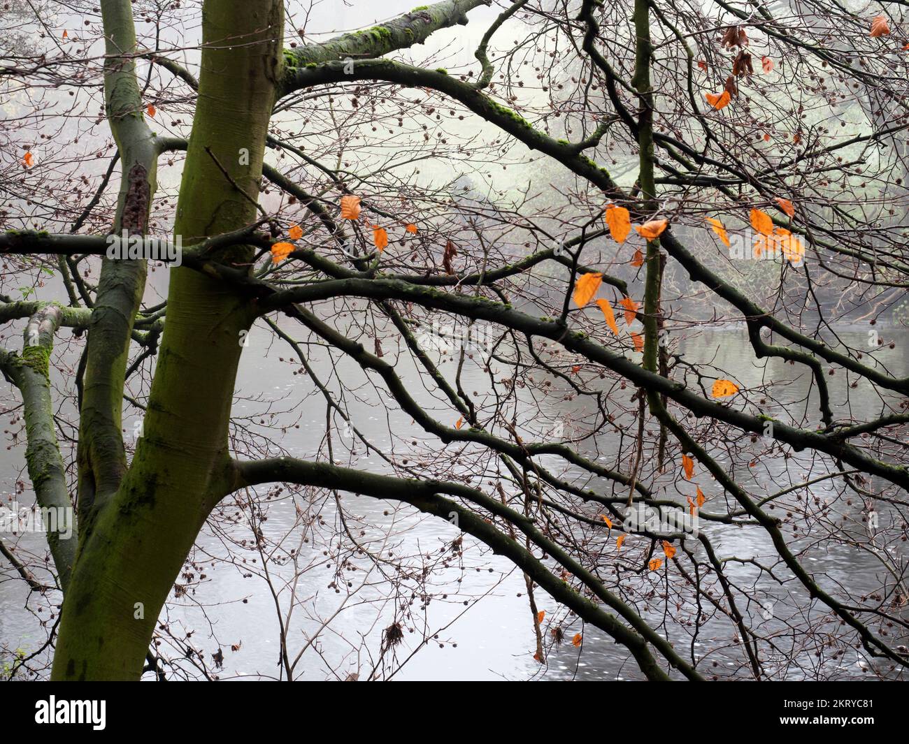Lo scorso autunno alcune foglie rimangono su un albero vicino al fiume Nidd a Knaresborough North Yorkshire Inghilterra Foto Stock
