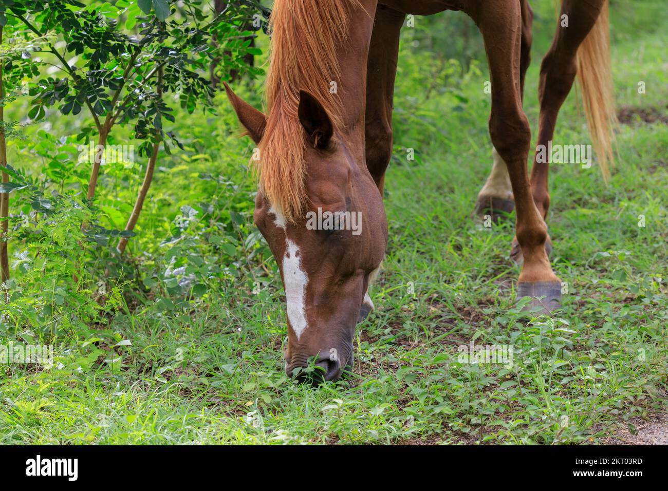 Cavallo bruno con toppa bianca sul muso che mangia l'erba in primo piano Foto Stock