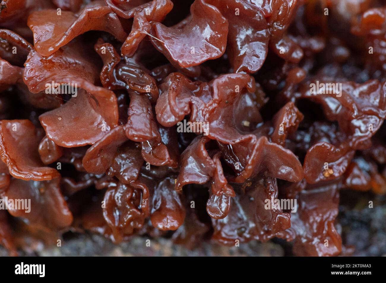 Farnham Common, Regno Unito. 28th Novembre 2022. Tremella foliacea, Fungo cerebrale frondosi che cresce su un arto morto dell'albero. Questo è un fungo parassita con foglie rufflate come lobi. È comunemente trovato e diffuso. Burnham Beeches è un sito di interesse scientifico speciale, una riserva naturale nazionale e un'area speciale europea di conservazione dove si possono trovare molte specie rare e minacciate di funghi. E' un reato punire la raccolta di funghi a Burnham Beeches. Credito: Maureen McLean/Alamy Foto Stock