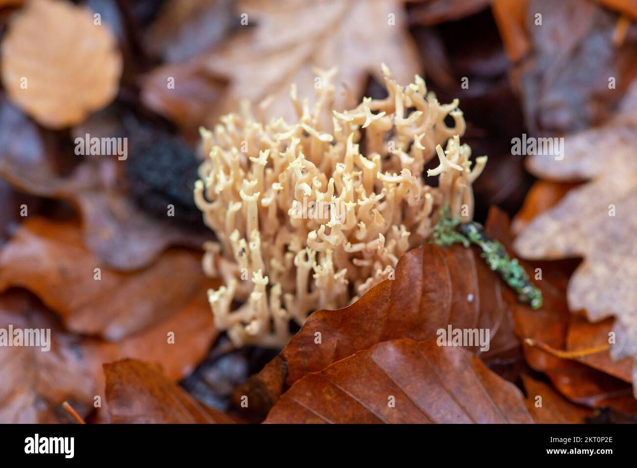 Farnham Common, Regno Unito. 29th Novembre 2022. Ramaria stricta fungo corallo verticale che cresce su rami di faggio sul terreno boschivo. E' un fungo color crema pallido con rami forcati che sembrano coralli marini. Burnham Beeches è un sito di interesse scientifico speciale, una riserva naturale nazionale e un'area speciale europea di conservazione dove si possono trovare molte specie rare e minacciate di funghi. E' un reato punire la raccolta di funghi a Burnham Beeches. Credito: Maureen McLean/Alamy Foto Stock