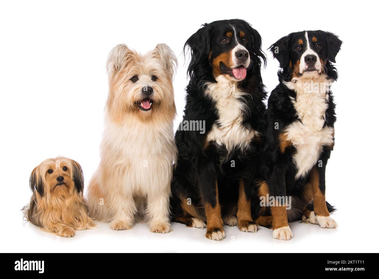 Quattro cani isolati su sfondo bianco Foto Stock
