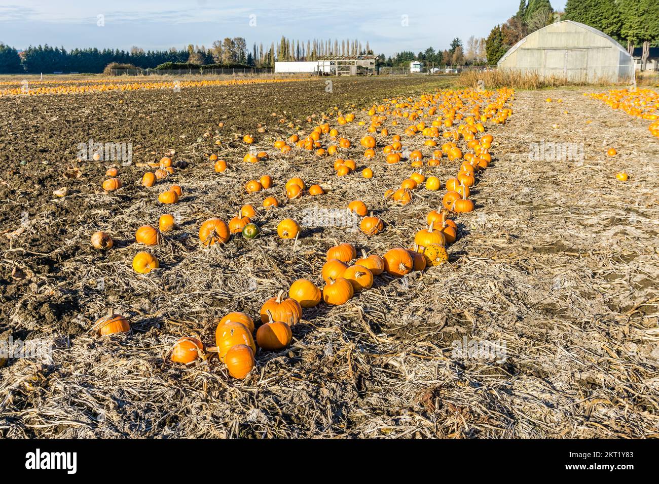 Linee di zucche raccolte nel Kent, Washington. Foto Stock