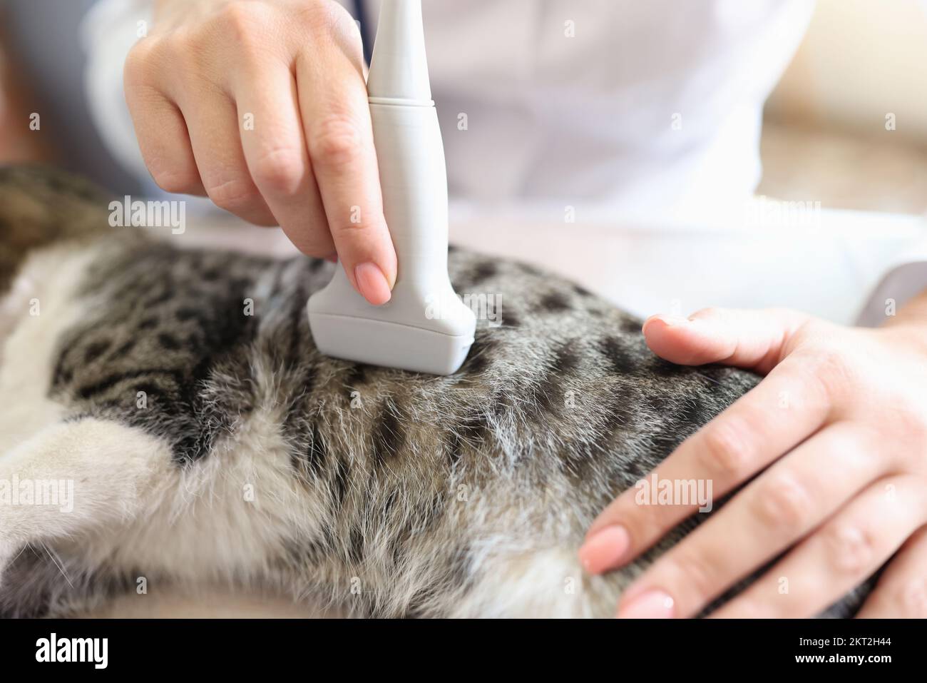 Primo piano del veterinario femminile che controlla la salute del gatto con ultrasuoni. Foto Stock