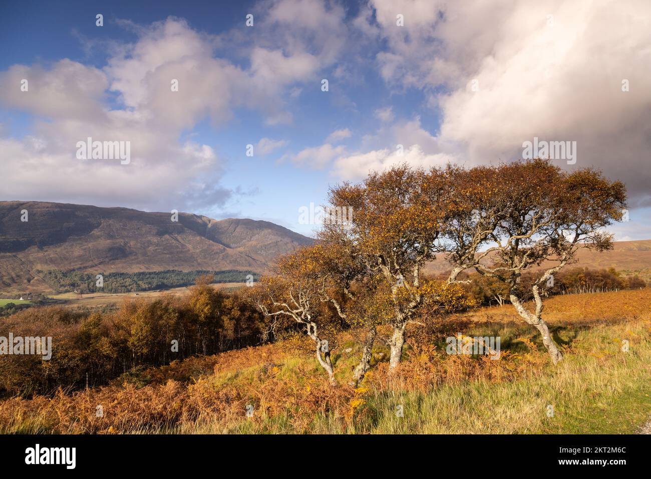 Alberi a Applecross sulla costa atlantica della Scozia nord-occidentale Foto Stock