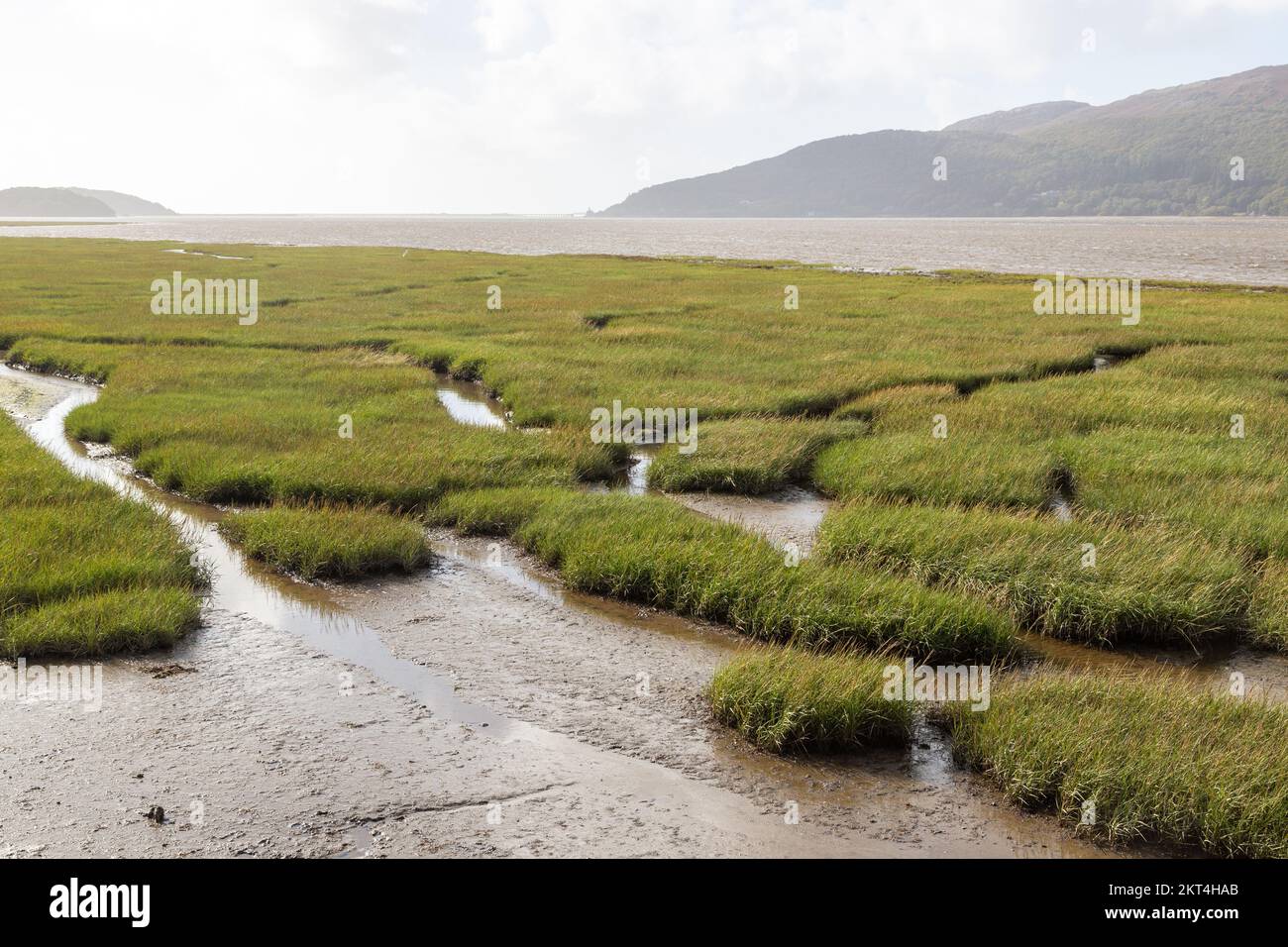 Vista dal sentiero Mawddach Trail a piedi e percorso ciclabile da Barmouth a Dolgellau di palude salata Foto Stock