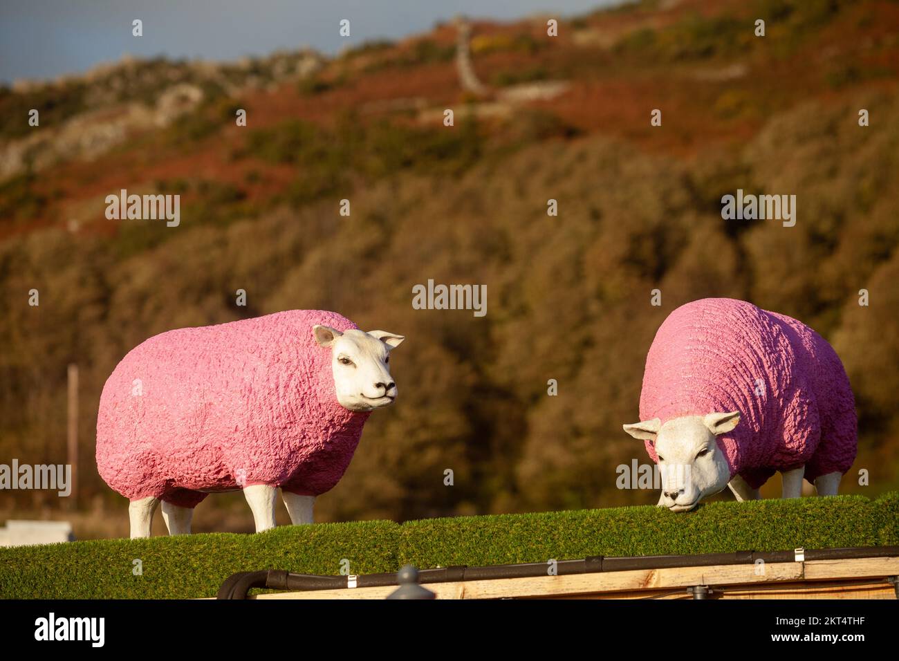 Life Size pecora di plastica con cappotti rosa su un tetto a barmouth, Galles Foto Stock