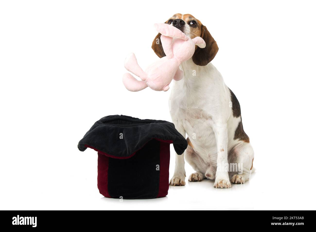 Il cane Beagle prende un coniglio da un cappello di cilindro Foto Stock