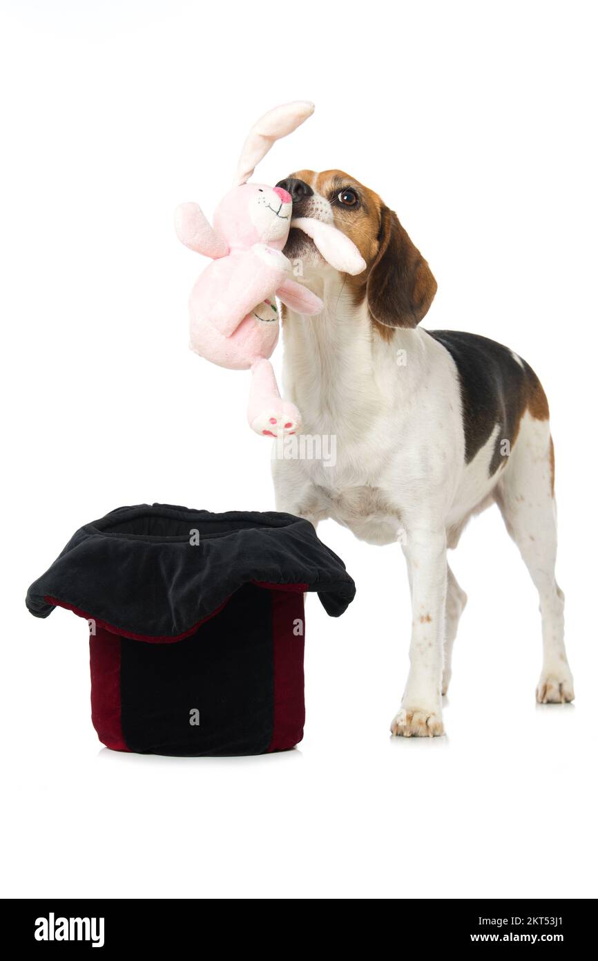 Il cane Beagle prende un coniglio da un cappello di cilindro Foto Stock