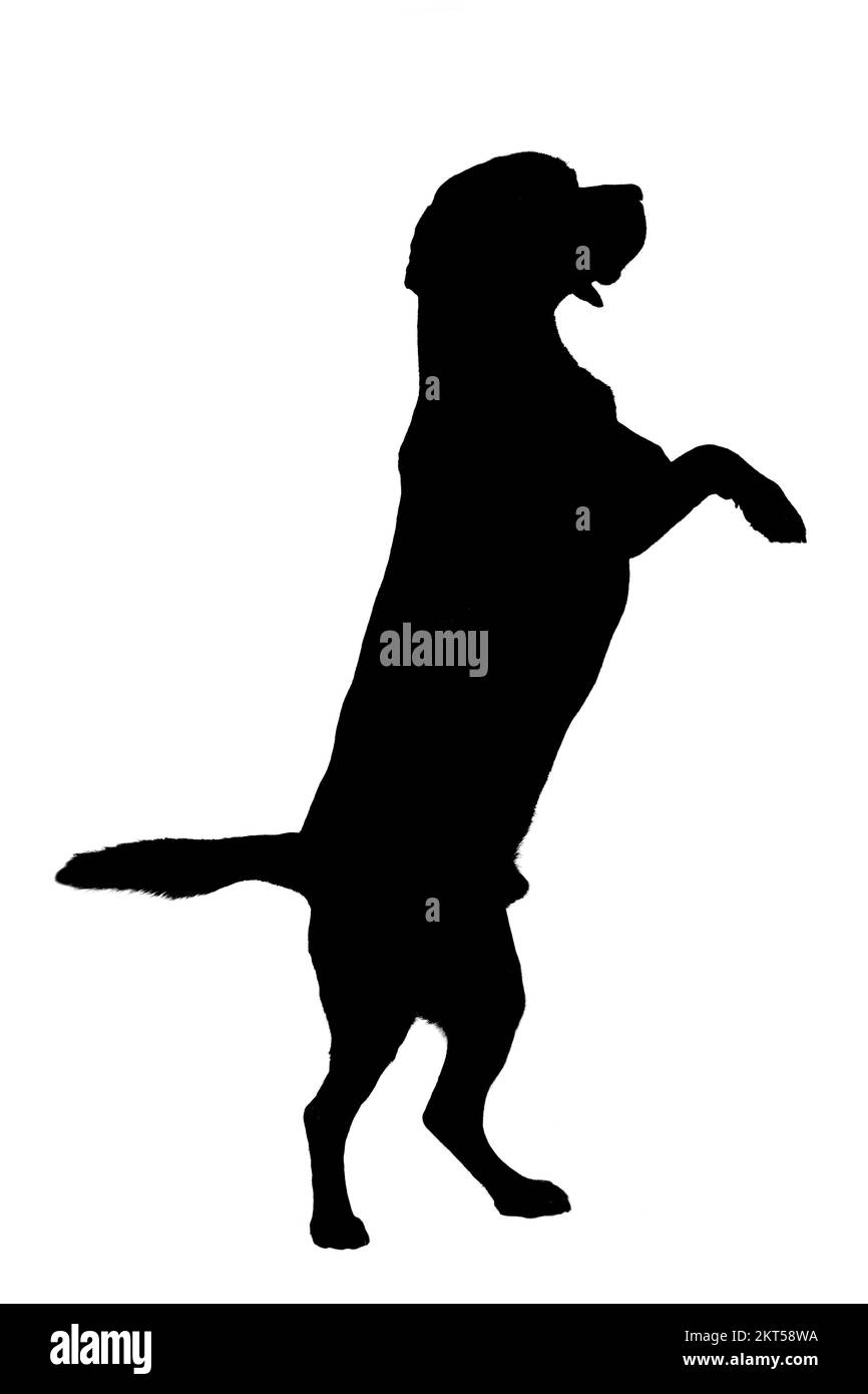 Silhouette di un'aquila su due gambe Foto Stock