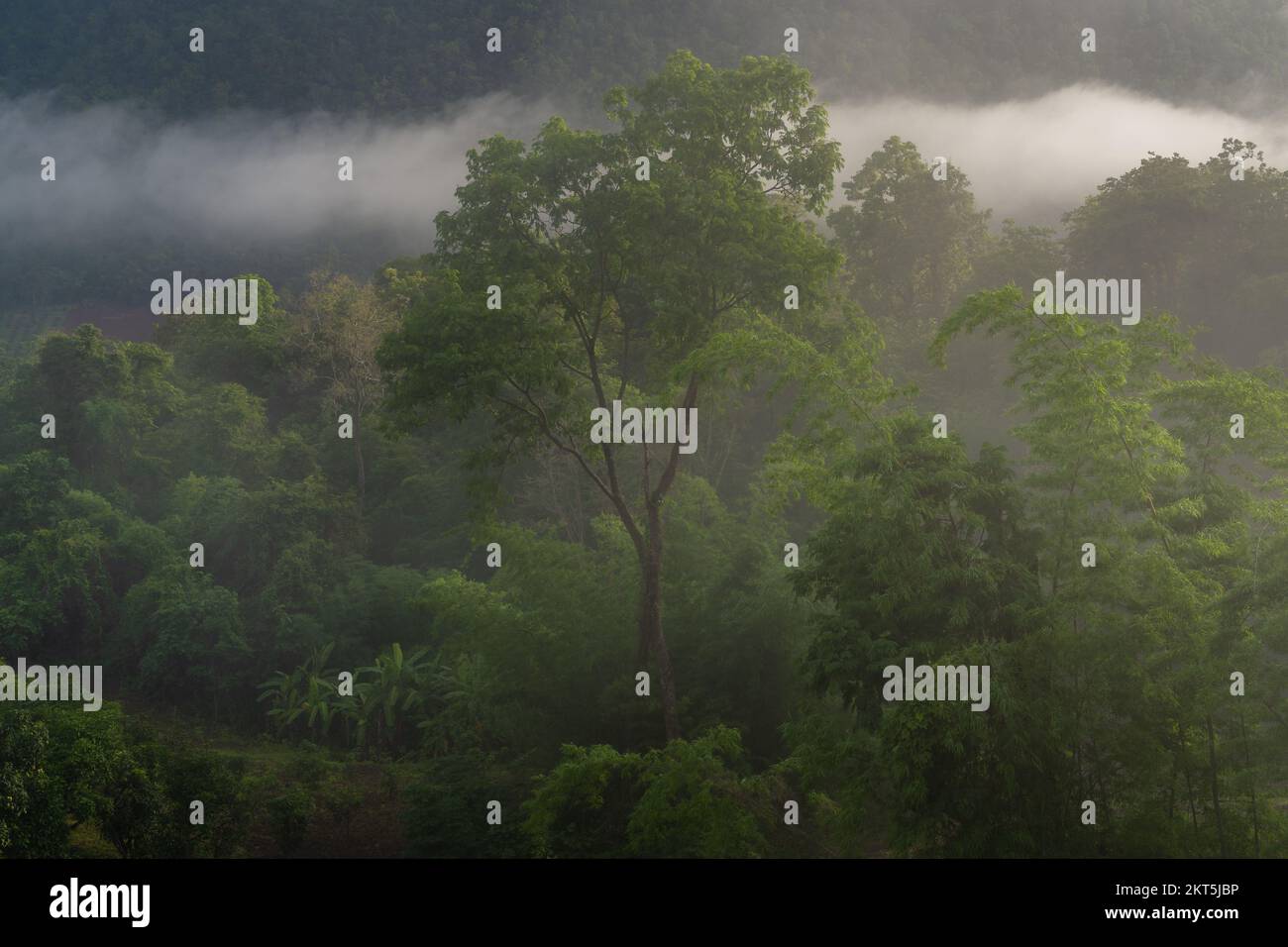 Paesaggio paesaggistico della foresta tropicale con nebbia mattutina nella valle del Moutain durante la stagione dei monsoni, Chiang Dao, Chiang mai, Thailandia Foto Stock
