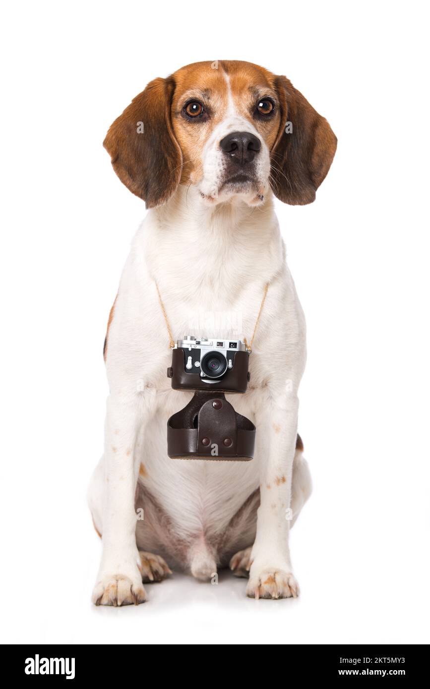 Cane Beagle con una macchina fotografica isolata su sfondo bianco Foto Stock
