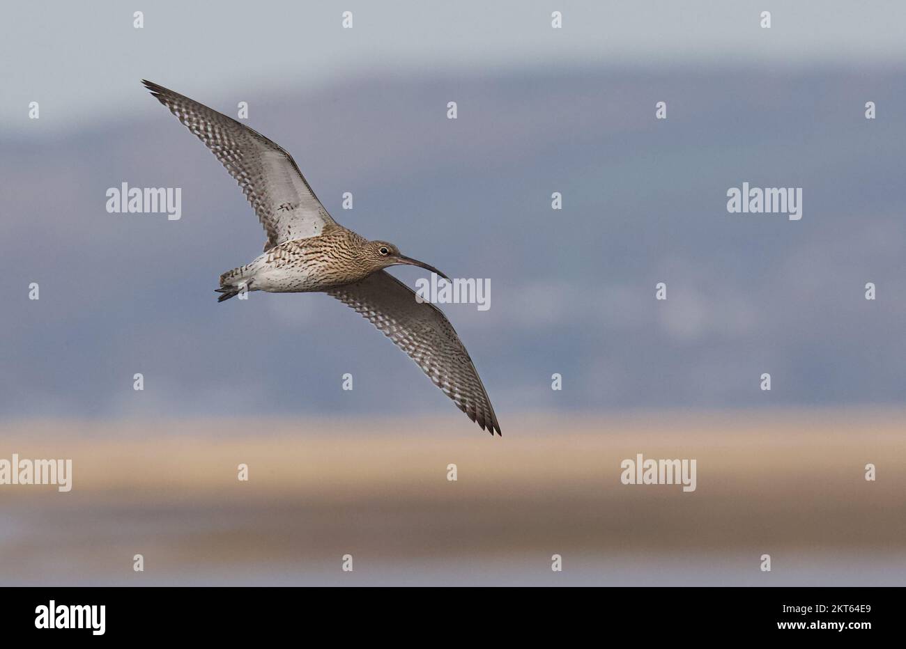 Curlew preso alla riserva naturale di Connah's Quay sul estuario del Dee, Galles del Nord, Gran Bretagna, Regno Unito Foto Stock