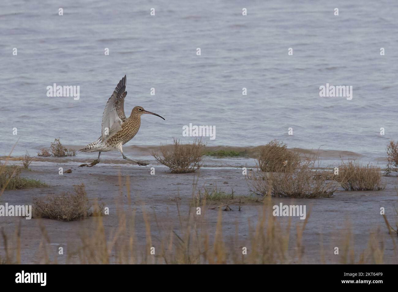 Curlew preso alla riserva naturale di Connah's Quay sul estuario del Dee, Galles del Nord, Gran Bretagna, Regno Unito Foto Stock