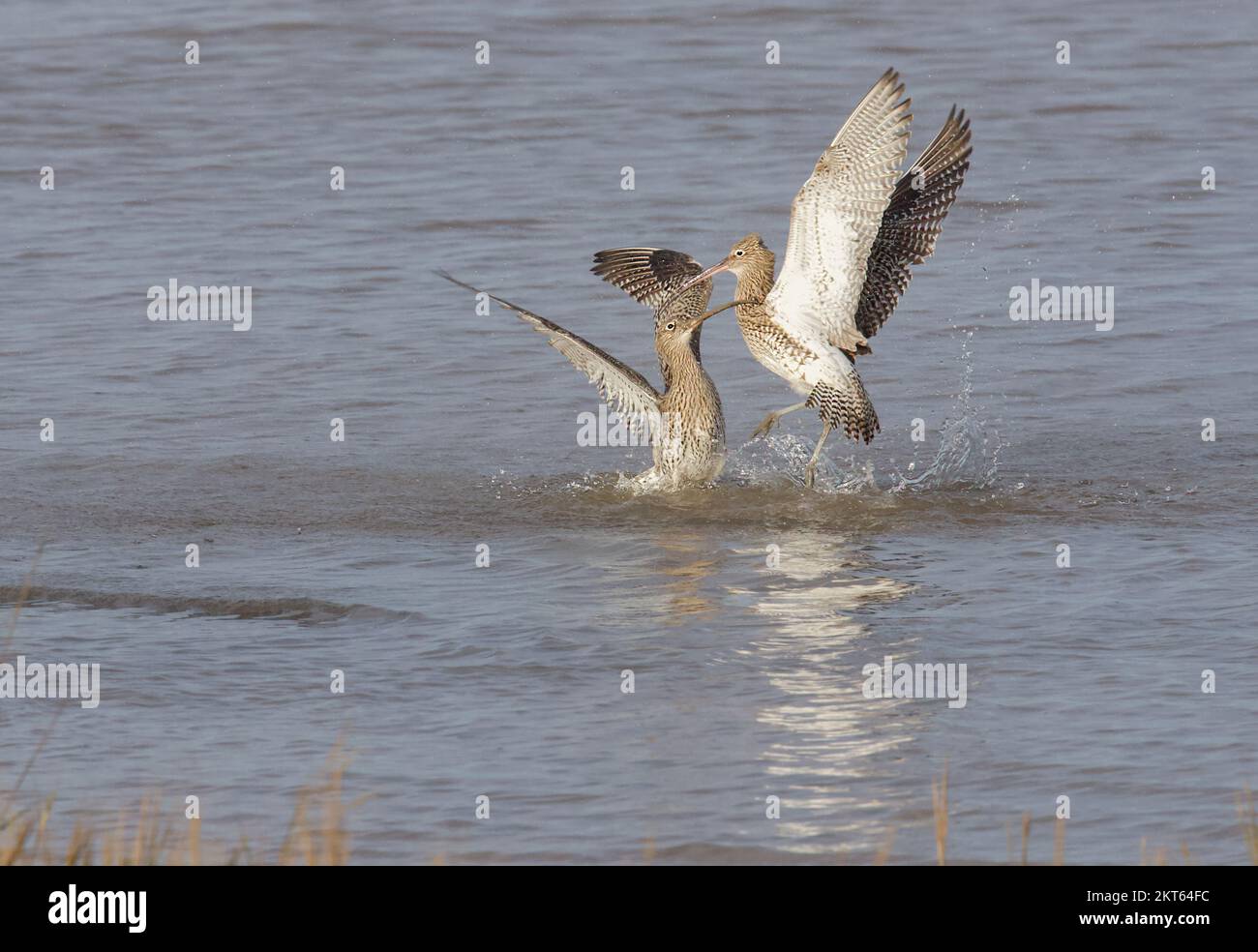 Curlew preso alla riserva naturale di Connah's Quay sul estuario del Dee, Galles del Nord, Gran Bretagna, Regno Unito Foto Stock