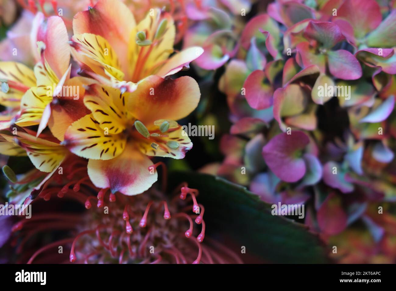 Un medley floreale, composto da alstromeria (Lilly peruviano), ortensie e varie altre specie, tutti in colori tenui e sfumati pastello Foto Stock