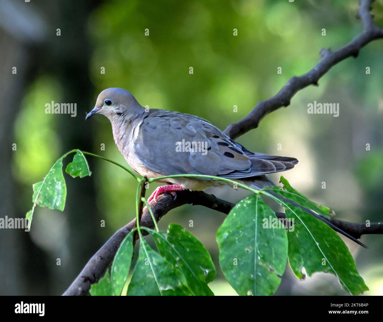 Una piangente dove si appaga tra le foglie di una fetta di cenere. Foto Stock