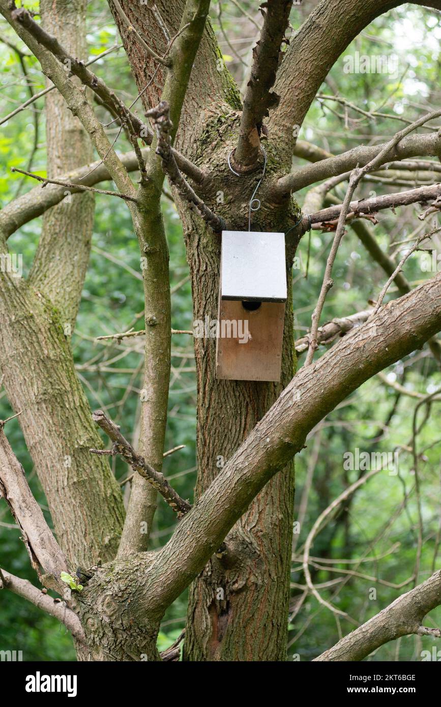 Italia, Lombardia, alimentatore per uccelli in legno impigliato su un albero Foto Stock