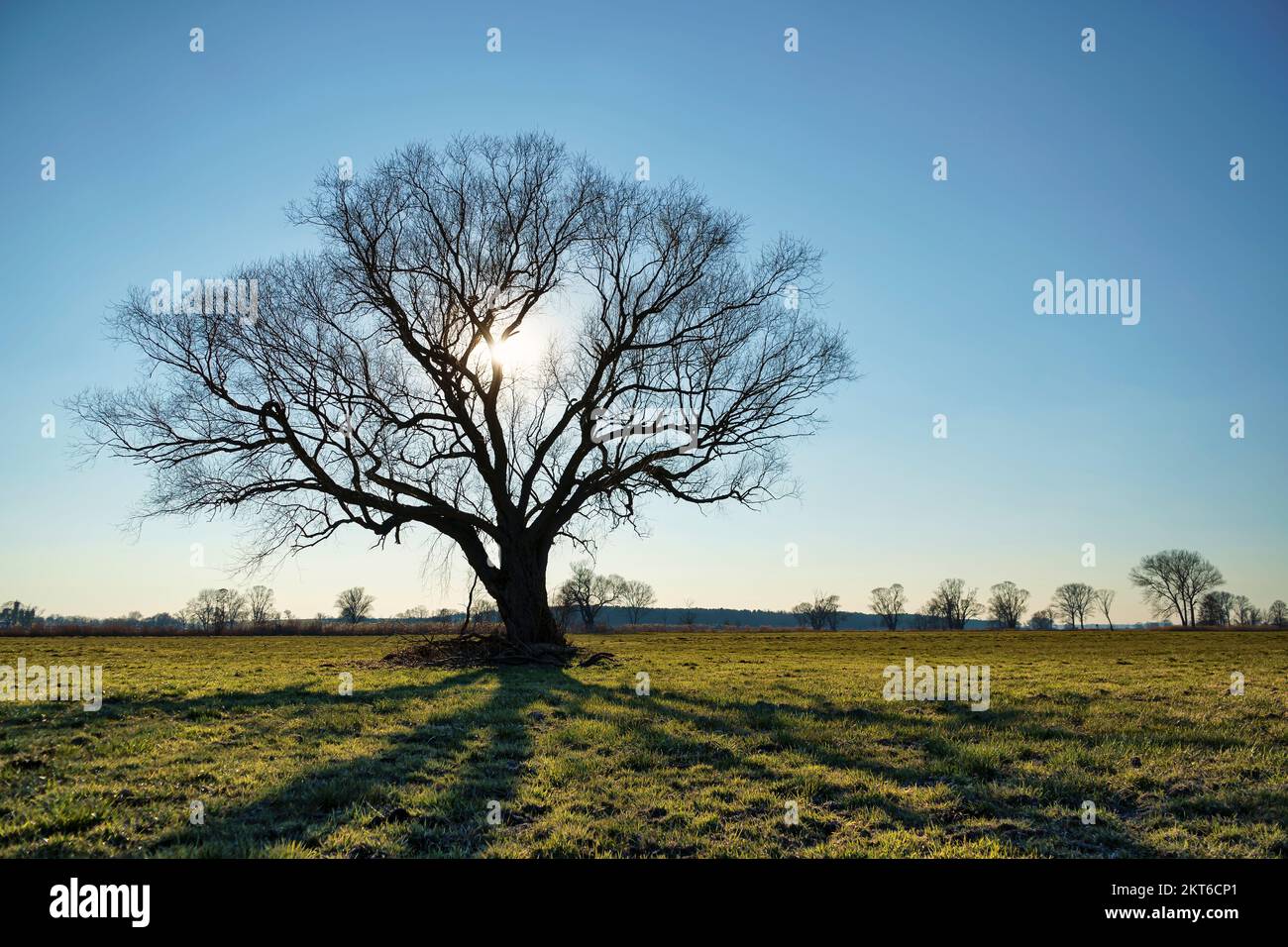 Lonely Tree on Field in inverno Foto Stock