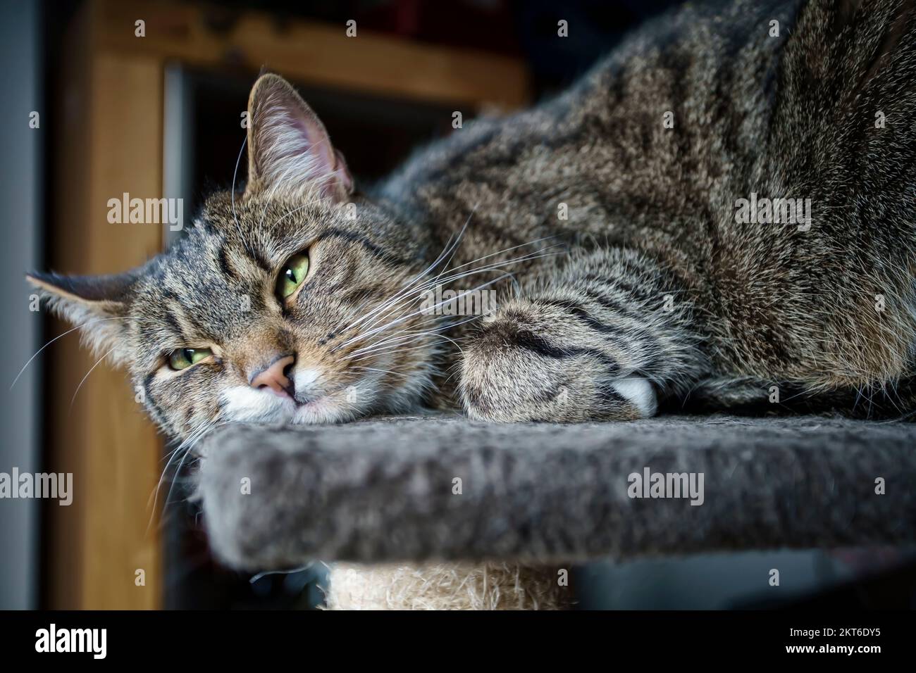 Giovane Tabby maschio rilassante, europeo Shorthair Cat Foto Stock