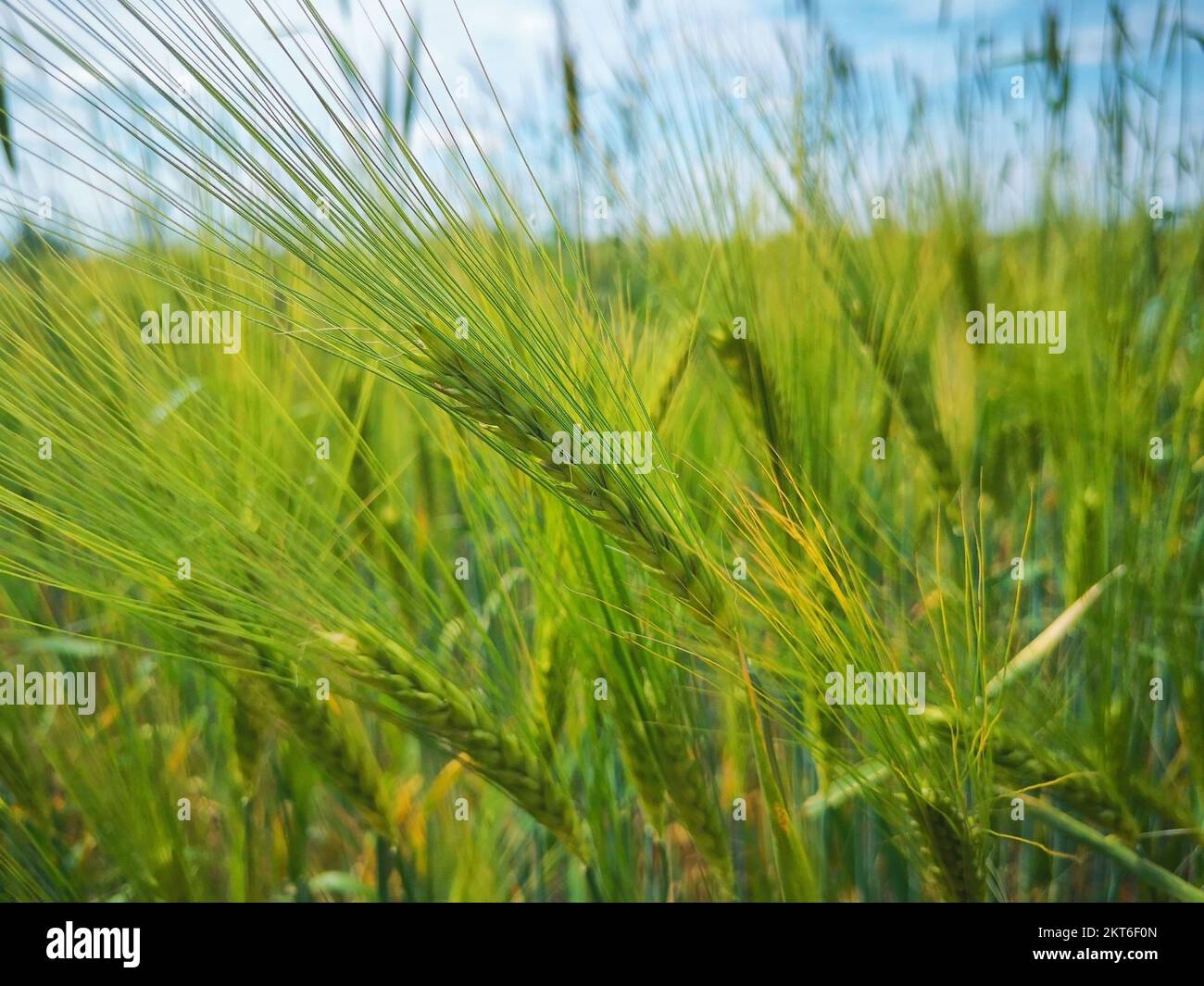 Orzo campo in Brandeburgo Paese, Germania Foto Stock
