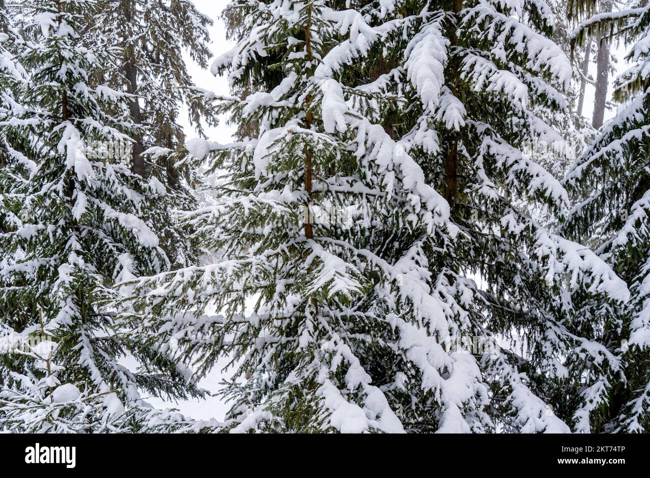 Alberi innevati nella foresta invernale in caduta di neve. Paesaggio invernale. Foto di alta qualità Foto Stock