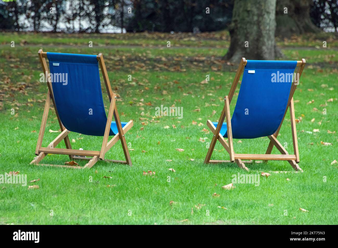 Sedie a sdraio blu nel giardino verde senza persone per rilassarsi Foto Stock