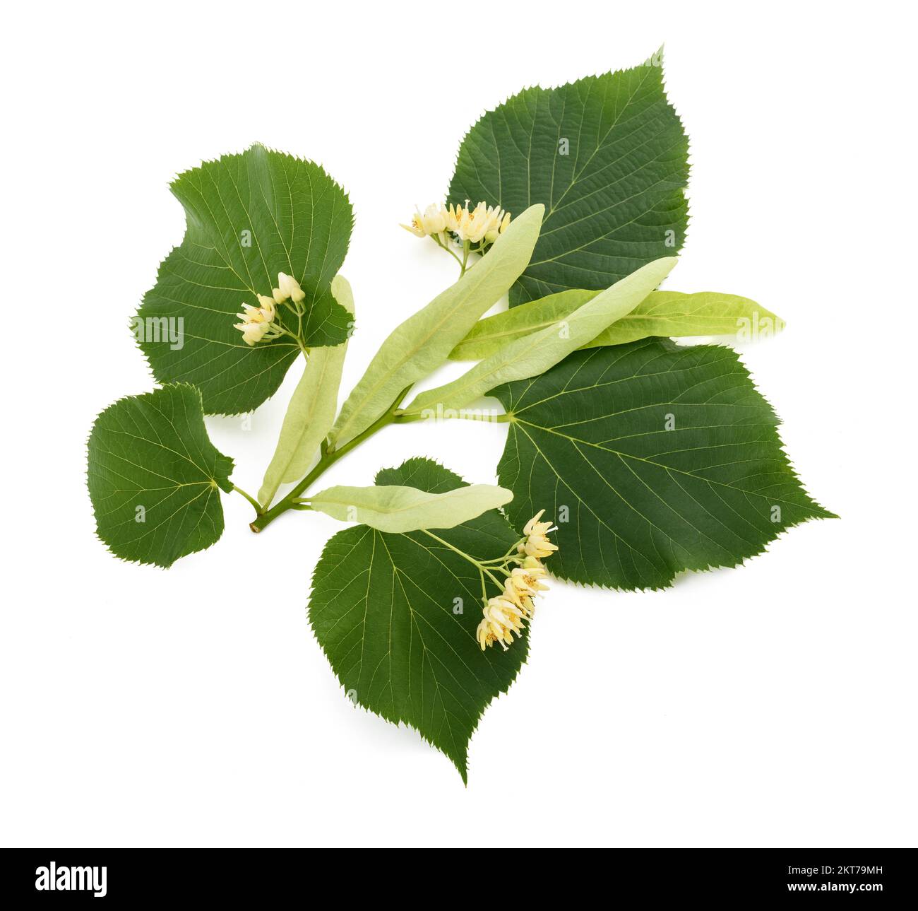 ramo di linden con fiori isolati su sfondo bianco Foto Stock