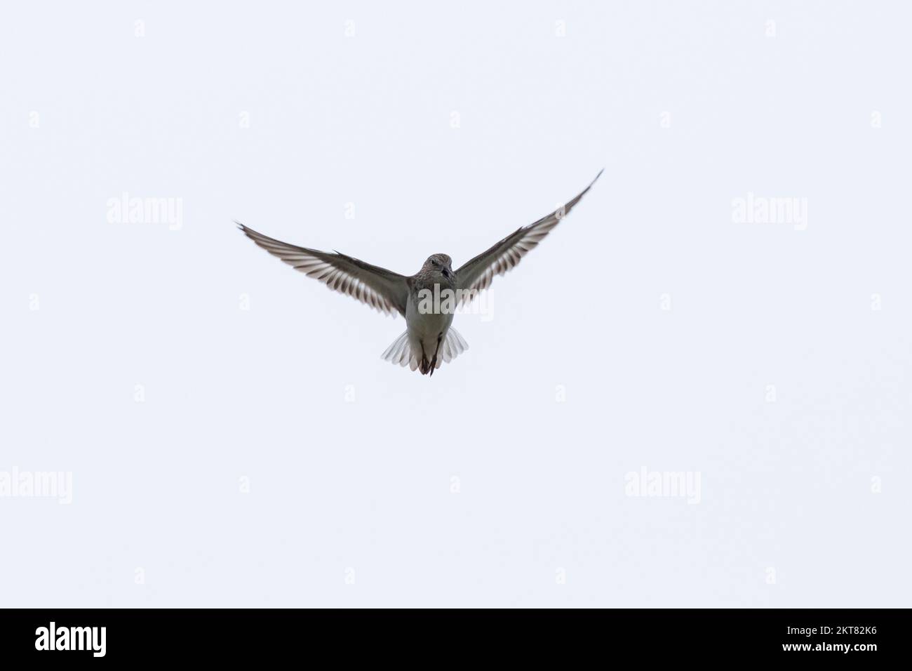 Temminckstrandläufer, Temminck-Strandläufer, Flugbild, Fliegend, Balzflug, Calidris temminckii, stint di Temminck, volo, volo, Le Bécasseau d Foto Stock