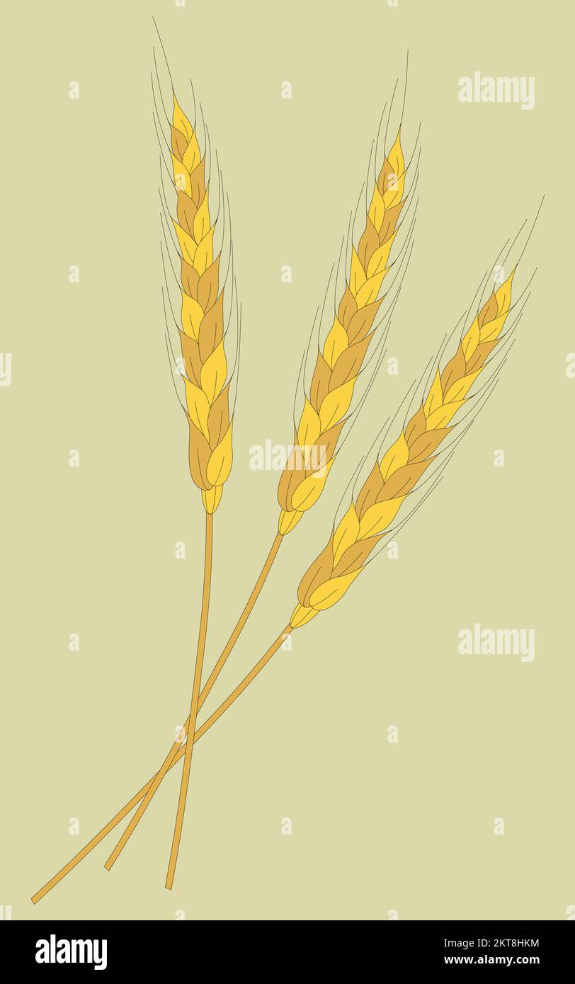 Spikelets di grano. Ciuffi di grano. Tre spikelets. Illustrazione Vettoriale
