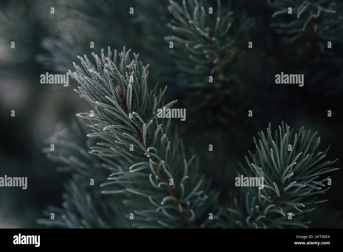 Rami di pino ricoperti di brina, natura inverno sfondo naturale scuro, aghi di conifere innevati primo piano, soft focus, bokeh e spac copia Foto Stock