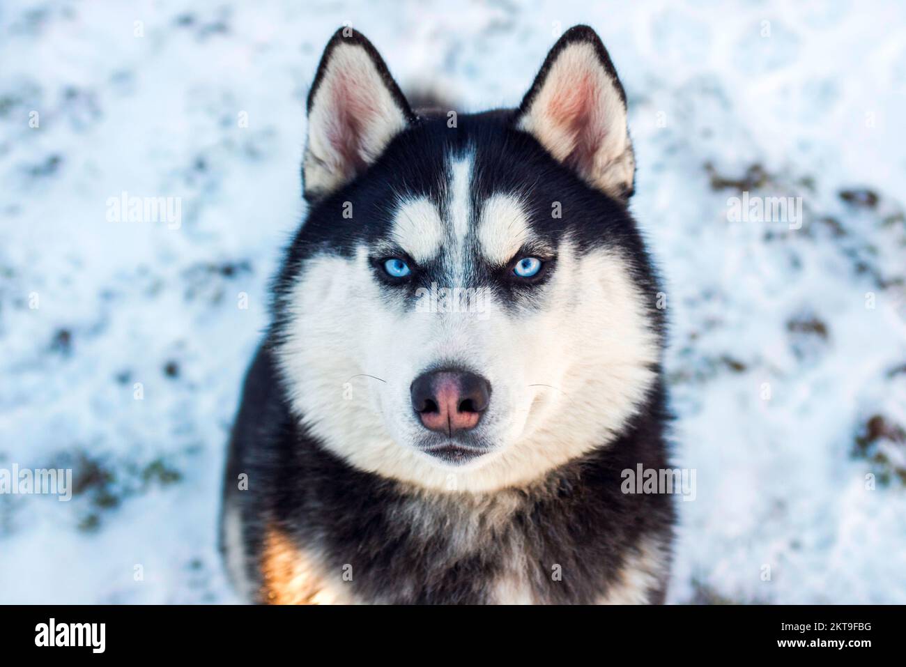 Muso del cane Husky Siberiano su fondo di neve su luminoso giorno di sole Foto Stock