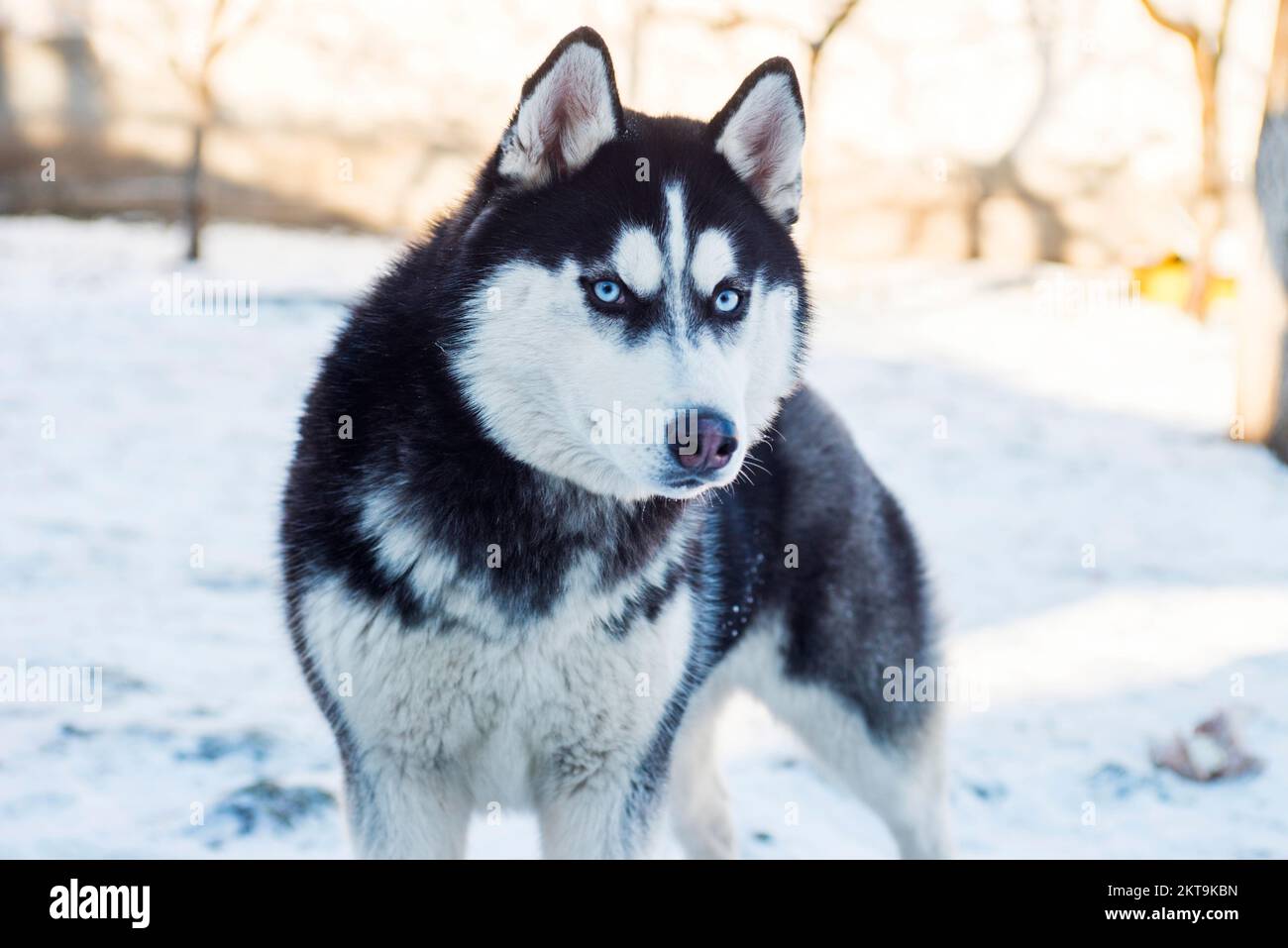 Muso del cane Husky Siberiano su fondo di neve su luminoso giorno di sole Foto Stock
