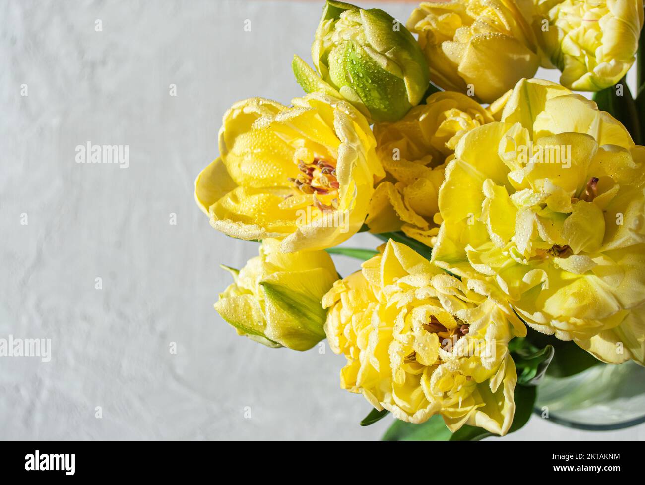 Disporre un bouquet di tulipani gialli con spago su sfondo grigio con copyspace. Foto Stock