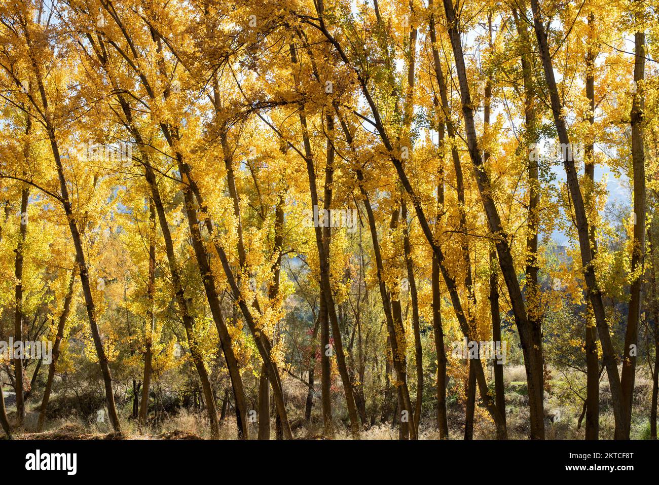 Paisaje otoñal, alameda en el mes de noviembre Foto Stock