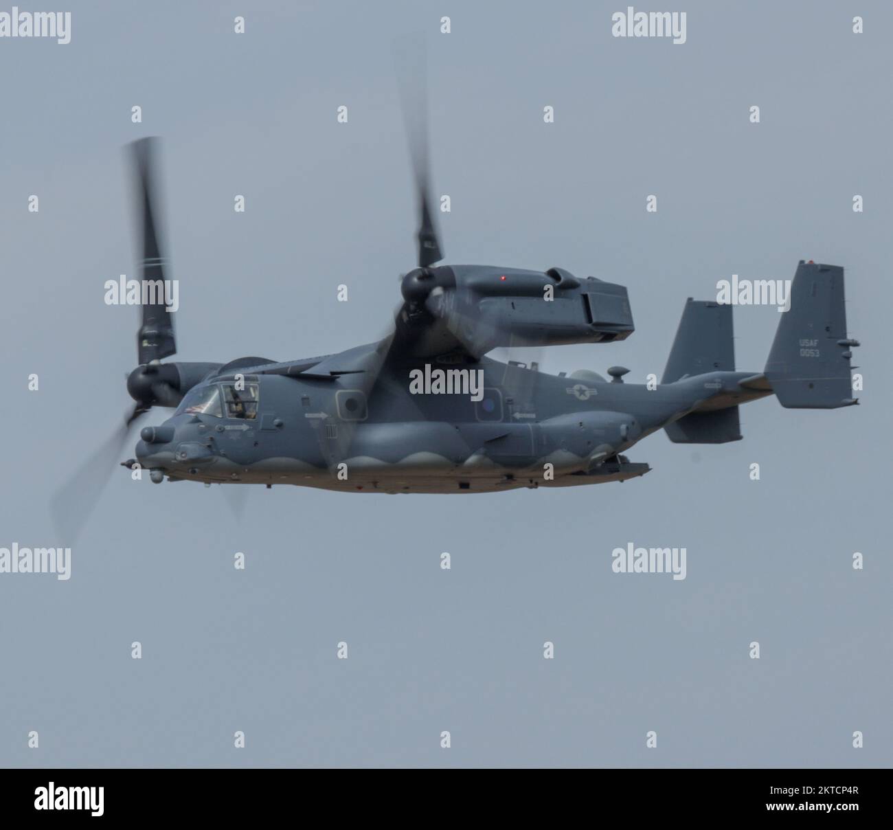 Osprey Foto Stock