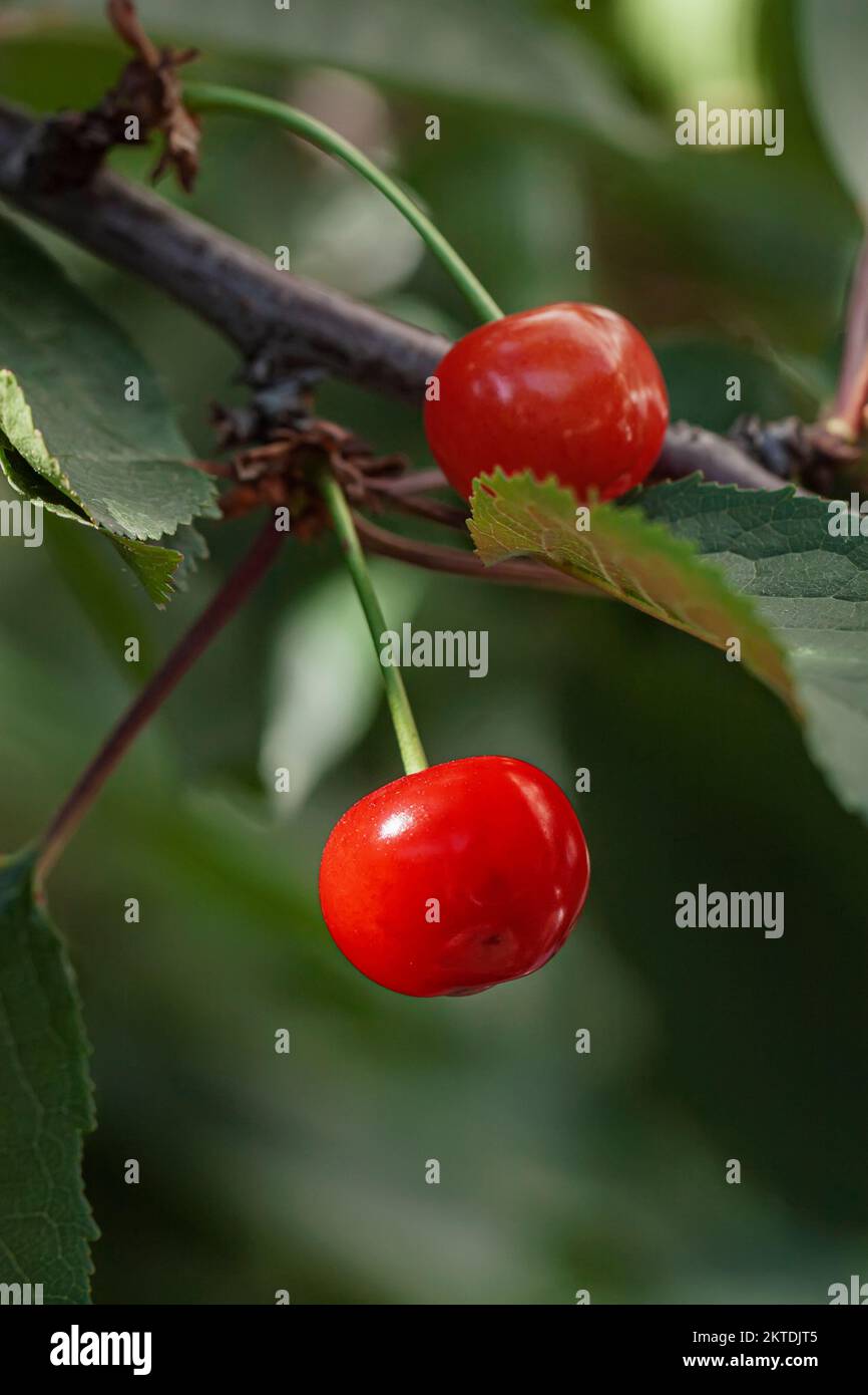 Bacche di ciliegia matura e succosa in verde di rami primo piano. Estate, concetto di raccolto Foto Stock